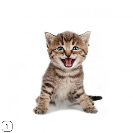 STENSKA NALEPKA " FRANCOSKI BULDOG "