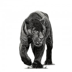 STENSKA NALEPKA " PANTER "