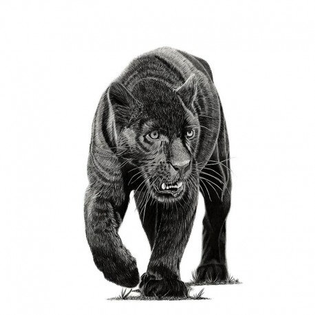 STENSKA NALEPKA " PANTER "