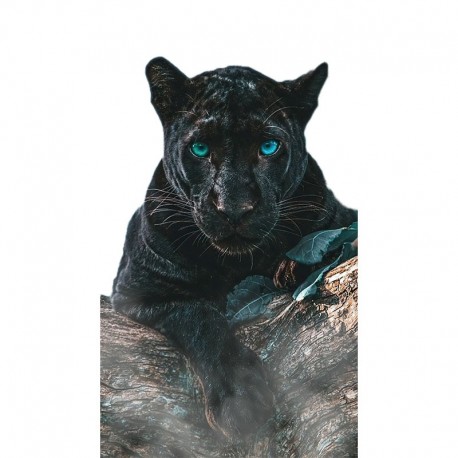 STENSKA NALEPKA " ČRNI PANTER VII "